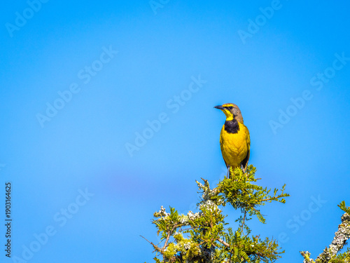Bokmakierie (Telophorus zeylonus), Kwandwe Private Game Reserve, South Africa.