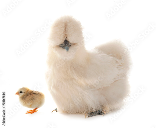 silkie chicken in studio
