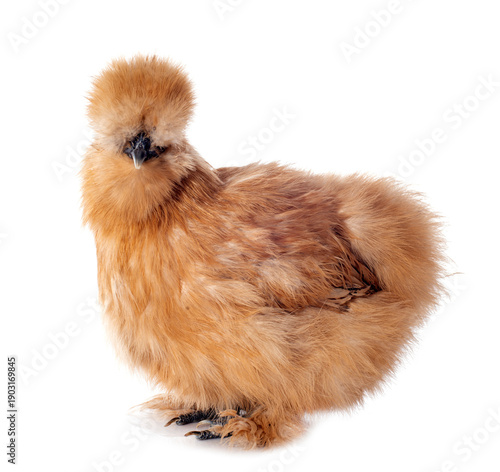 silkie chicken in studio