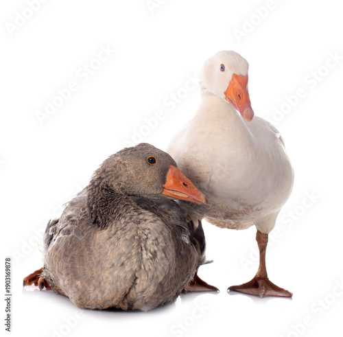 Fotografie goose