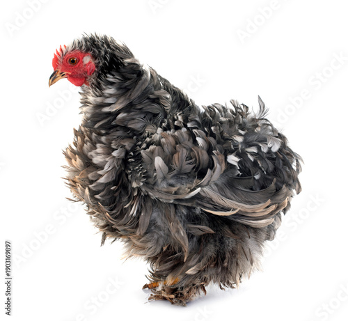Curly Feathered chicken Pekin