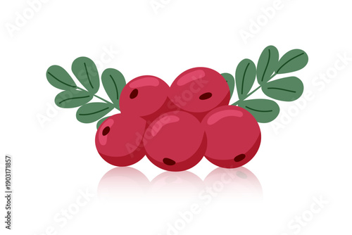 Cranberries isolated on white background. Vector flat clipart.