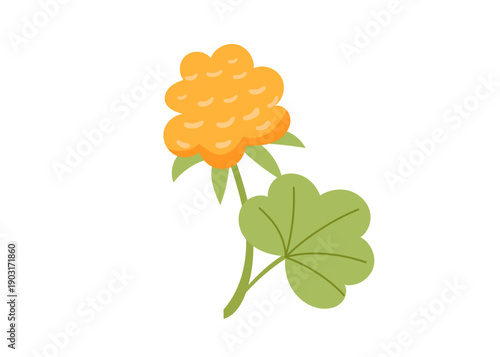 Cloudberry isolated on white background. Vector flat clipart.