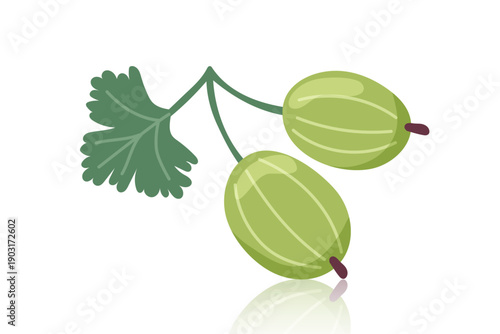 Gooseberries isolated on white background. Vector flat clipart.