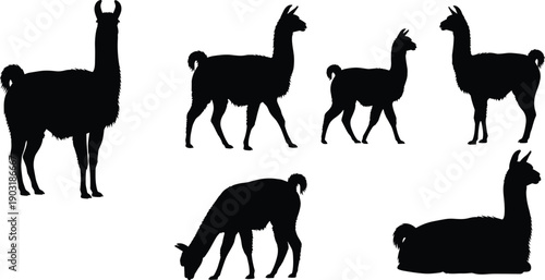 Black silhouettes of llamas in various poses white background animals