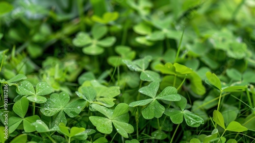 Wallpaper Mural Fresh Green Clover Leaves in Vibrant Natural Setting with Morning Dew Drops on Foliage Capturing Nature's Beauty Torontodigital.ca