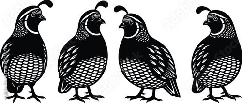California quail bird silhouette vector illustration set, black and white nature design, wildlife animal graphic collection, isolated on white background, farm symbol.