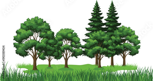 Realistic green summer forest trees and pine wood with grass field, vector illustration isolated on white background for nature park landscape design.