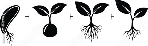 Seed Germination Stages Silhouette Illustration Showing Growth Process From Seedling To Young Plant With Roots And Leaves, Vector Graphic For Nature Concepts
