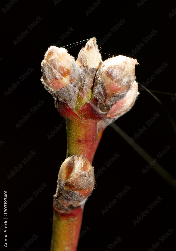 Naklejka premium A small green bud on a tree branch