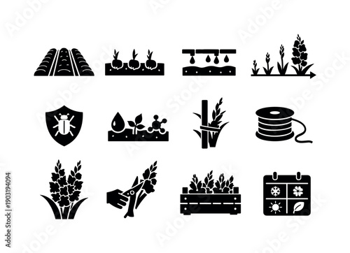 Gladiolus cultivation. Solid icon set of Gladiolus cultivation: field rows, planted corms, irrigation line, growth timeline, pest protection