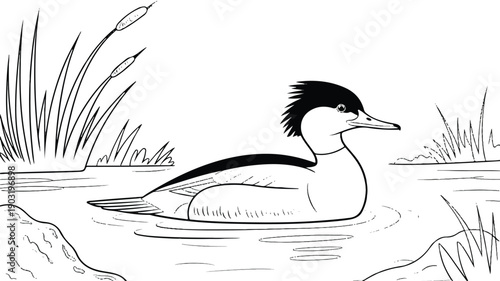 A black and white line drawing of a male common merganser duck swimming in shallow water (4)_traced