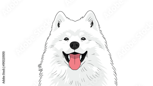 Close up portrait of a smiling white samoyed dog with its tongue out against a plain white background for pet breed identification.