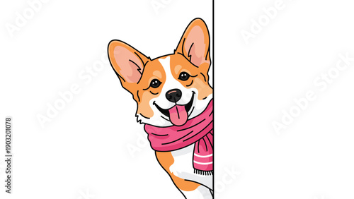 Adorable corgi dog wearing a warm pink scarf and peeking from behind a white wall with its tongue out for winter season themes.