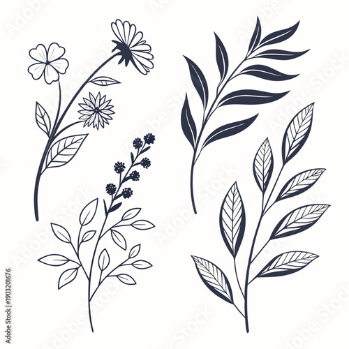 A collection of various botanical illustrations showcasing different plant species Vector