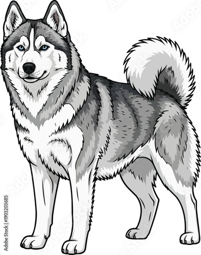 Siberian Husky dog standing attentive alert facing front illustration