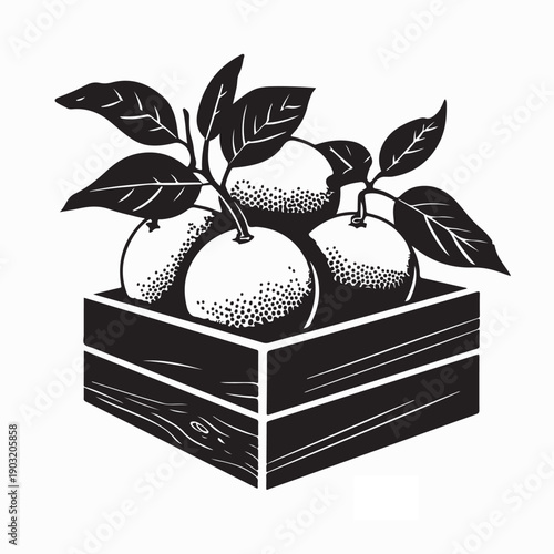 Fresh Oranges Crates Vector Illustration Design for Healthy Organic Food Branding