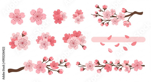 Cherry blossom floral elements with branches and petals on white background for spring designs
