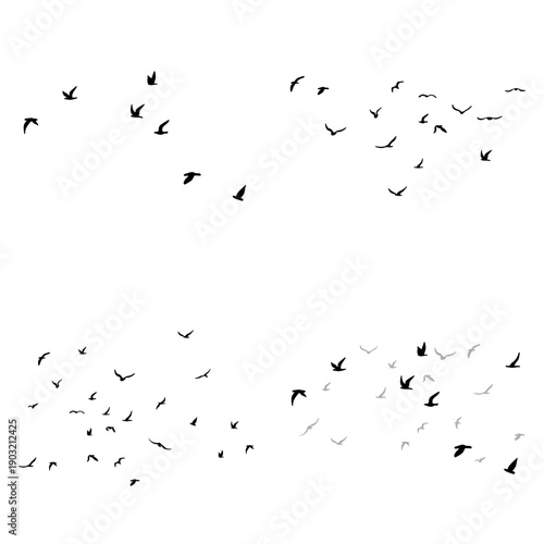 Photos Flock of birds