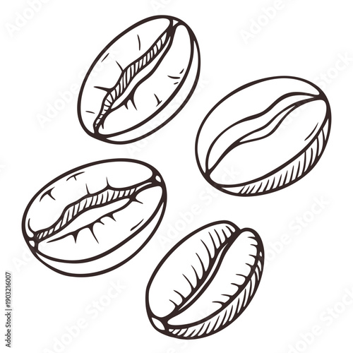 Four different types of coffee beans illustrated in a detailed drawing