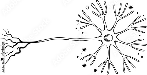 Hand drawn black and white of a single neuron cell body with dendrites and axon biology