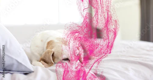 Fototapeta Sleeping light tan and white dog curling on bed near bright window, with pink particle overlay