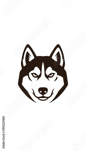 siberian husky dog