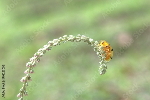 Golden tortoise beetle hanging on flower stems
