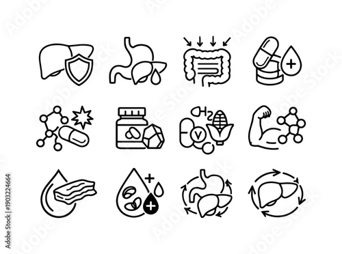 Digestive Support by the Liver. Line icon set of Digestive Support by the Liver: liver support role, bile aiding digestion,