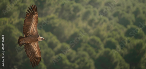 Griffon Vulture Soaring Over Green Forest with Copy Space
