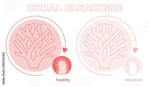 Healthy vs Bleached Coral Comparison Illustration