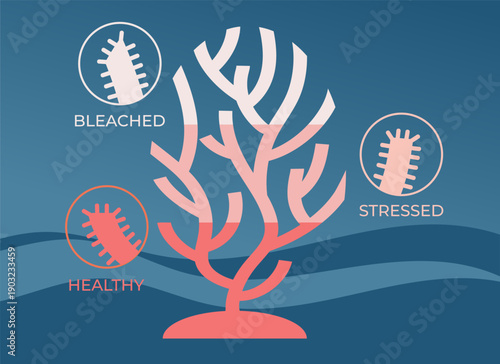 Healthy vs bleached coral infographic