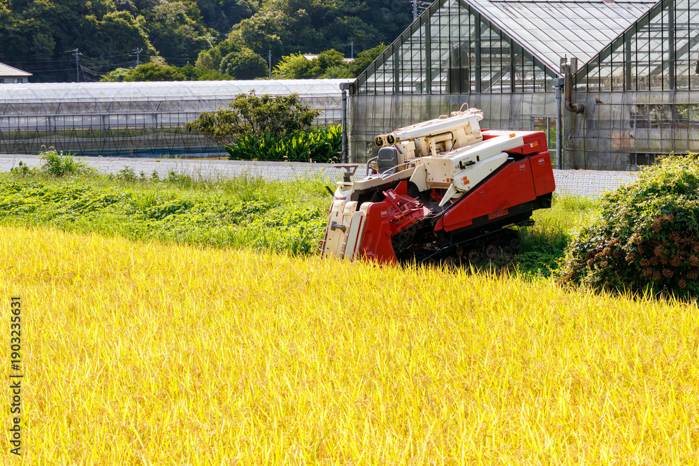 Obraz premium 豊かに実った田んぼ。 日本国静岡賀茂郡南伊豆町-2025