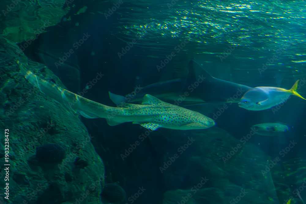 Obraz premium Zebra shark, Stegostoma fasciatum, swimming at the bottom of the main aquarium at Loro Parque Tenerife, Canary Islands