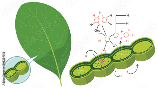 A detailed scientific illustration of photosynthesis in a plant leaf (1)_traced