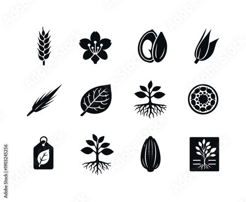Botanical Illustrations. Solid icon set of Botanical Illustrations: spikelet, floret detail, seed anatomy, glume closeup, awn extension, leaf