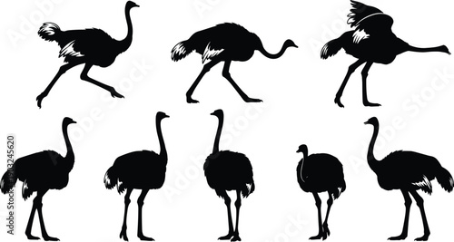 Ostrich silhouette set, African bird poses collection, black animal figures isolated on white background
