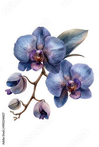 Blue Phalaenopsis Orchid on White Background