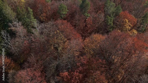 Long take aerial descent from mixed autumn forest canopy to windy glade with falling leaves