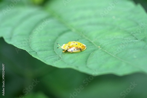 Golden tortoise beetle on a leaf