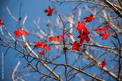 Maple leaves and branches background from an upward angle.