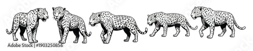 cheetah animal walking and standing poses detailed black and