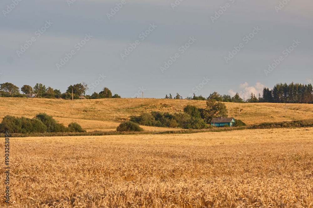 Fototapeta premium Golden wheat field with rural house and hills