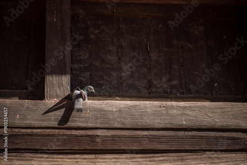 bird on a fence.Pigeons perched on an old, painted wall.