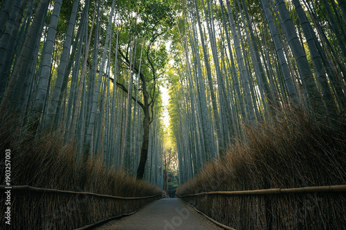 Bamboo Forest Path in Kyoto, Japan. A peaceful bamboo forest pathway surrounded by tall green bamboo trees in Kyoto, Japan. The natural symmetry and soft light create a calm and meditative atmosphere,