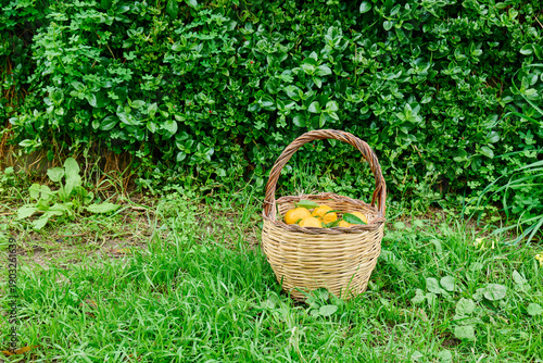 Mandarins in the basket in the garden