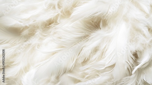 downy. Close-up detail of a white feather showcasing natural plumage texture on neutral backdrop. wildlife magazines, conservation campaigns, designed for wildlife conservation campaigns.