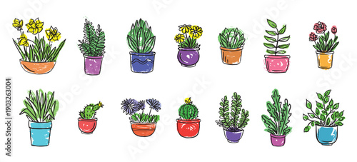 house plants and flowers in pots for the interior