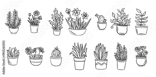 house plants and flowers in pots for the interior vector 
