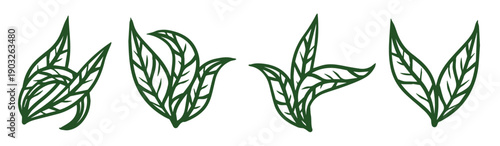 tea leaf green plant set of hand drawn natural elements